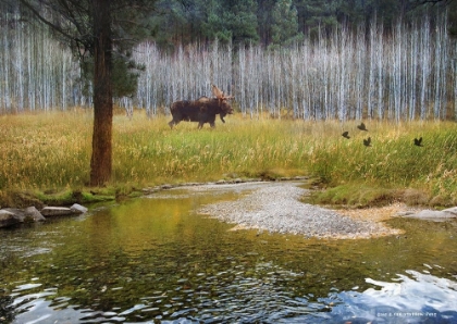 Picture of MOOSE IN FOREST ASPENS 