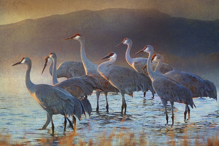 Picture of BOSQUE DAWN CRANES