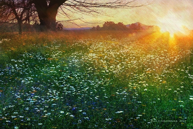 Picture of TALL GRASS SUNRISE