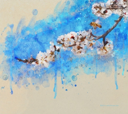 Picture of APRICOT BLOSSOM