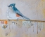 Picture of WINTER TUFTED TITMOUSE