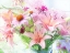 Picture of PINK BOUQUET