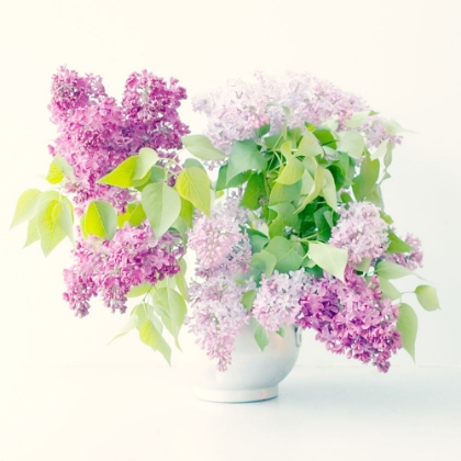 Picture of LILAC BOUQUET