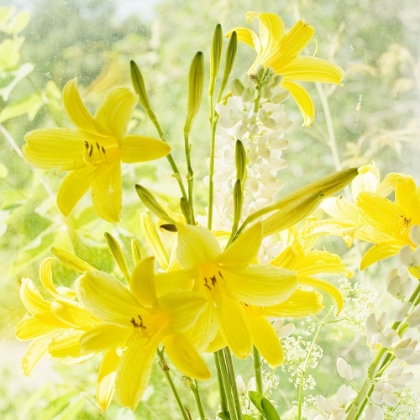 Picture of LEMON LILIES 