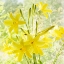 Picture of LEMON LILIES 