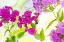 Picture of MAGENTA PHLOX II