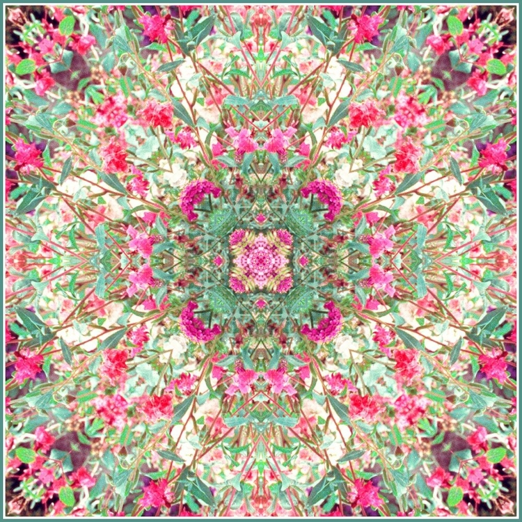 Picture of MANDALA AZALEA
