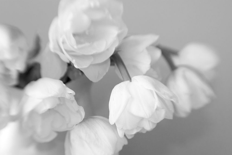Picture of WHITETULIPS