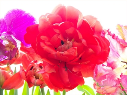 Picture of RED TULIP