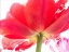 Picture of SPRING