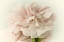 Picture of SOFT PEONY