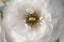 Picture of GOLDEN EYE