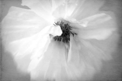 Picture of WHITE POPPY