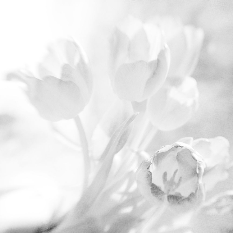 Picture of WHITETULIPS