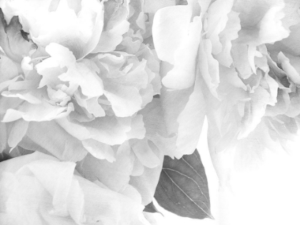 Picture of PEONIES IN WHITE I