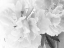 Picture of PEONIES IN WHITE II