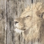 Picture of WILDHEADS LION