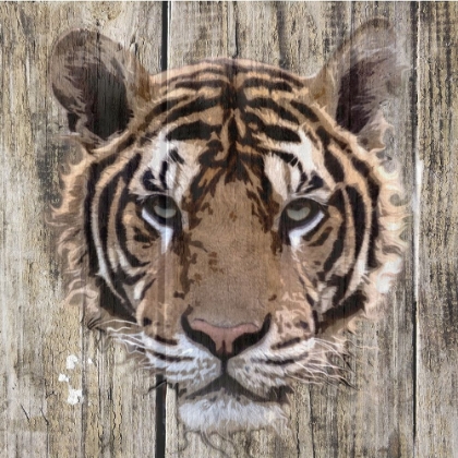 Picture of WILDHEADS TIGER