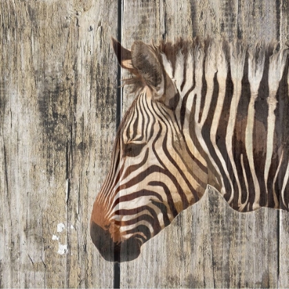 Picture of WILDHEADS ZEBRA