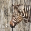 Picture of WILDHEADS ZEBRA