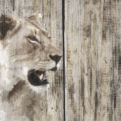 Picture of WILDHEADS LIONESS