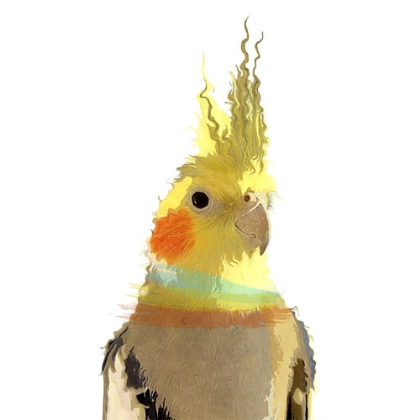 Picture of COCKATIEL