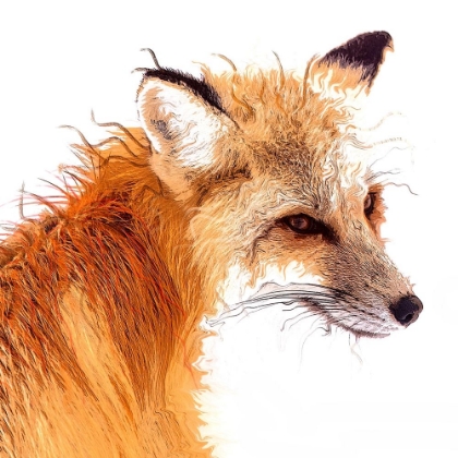 Picture of FOXPAINT