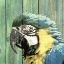 Picture of BIRD HEADS III
