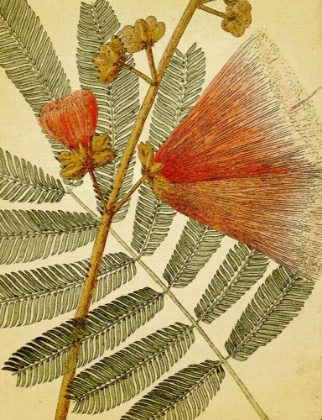 Picture of BOTANICAL GRUNGE I