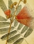 Picture of BOTANICAL GRUNGE I