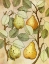 Picture of BOTANICAL GRUNGE II