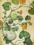 Picture of BOTANICAL GRUNGE III 