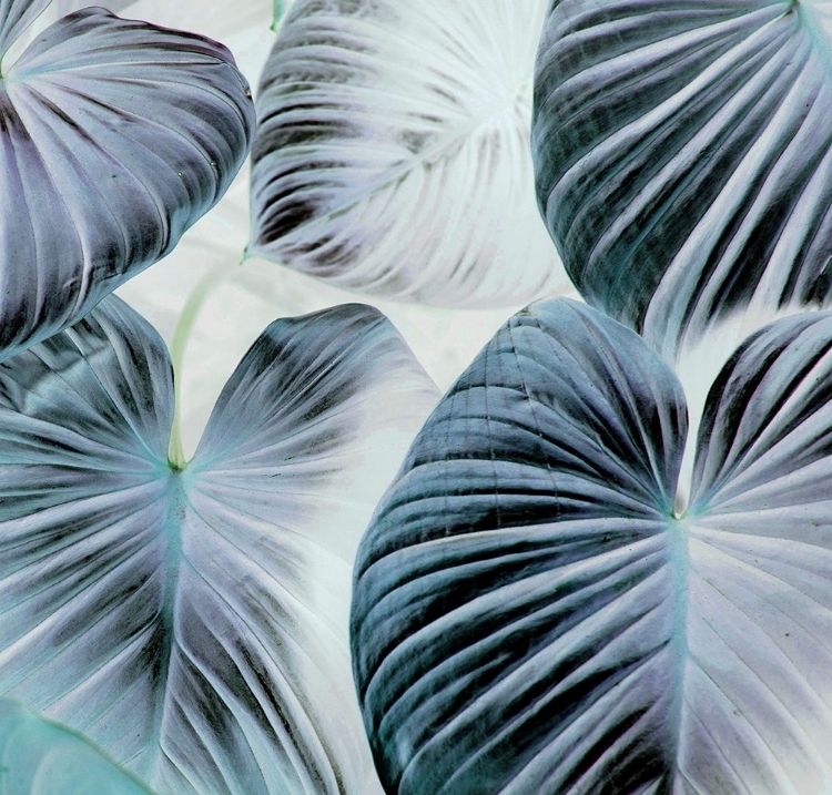 Picture of BOTANIC BLUES