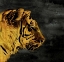 Picture of WILD TIGER