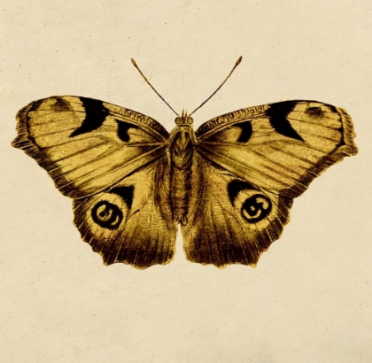 Picture of GOLDEN MARIPOSA