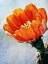 Picture of BLOOD ORANGE BEAUTY I