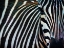 Picture of BLACK AND WHITE ZEBRA STRIPES I