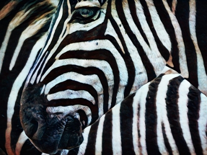 Picture of BLACK AND WHITE ZEBRA STRIPES II