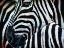 Picture of BLACK AND WHITE ZEBRA STRIPES II