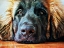 Picture of LEONBERGER PUPPY POUT