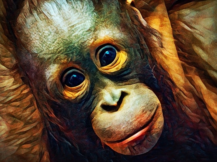 Picture of BABY ORANGUTAN OBSERVATION