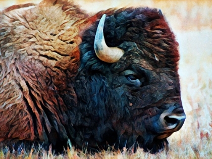 Picture of AMERICAN BISON RESTING