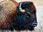 Picture of AMERICAN BISON RESTING