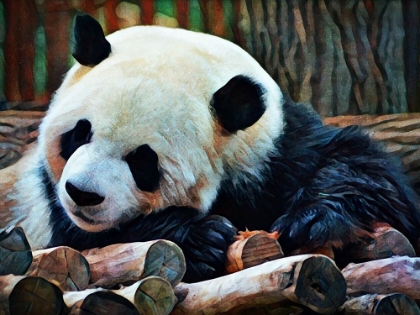 Picture of GIANT PANDA SNOOZE 