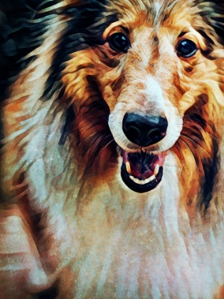 Picture of ROUGH COLLIE SO JOLLY