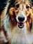 Picture of ROUGH COLLIE SO JOLLY