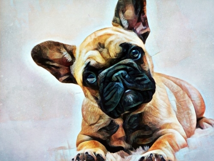 Picture of FAWN FRENCH BULLDOG PUPPY POSE