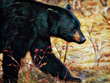 Picture of BLACK BEAR SCRUBLAND STROLL