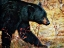 Picture of BLACK BEAR SCRUBLAND STROLL