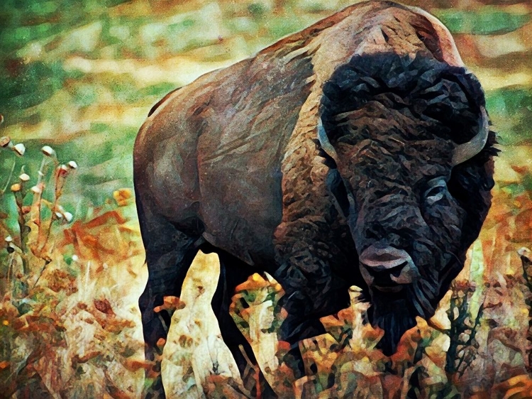 Picture of AMERICAN BISON GRASSLAND GRAZE